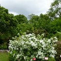 Philadelphus sp. P7